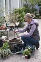 Planting ornamental cherry with spring flowers in basket (2/4)