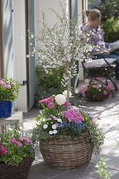 Planting ornamental cherry with spring flowers in basket (4/4)