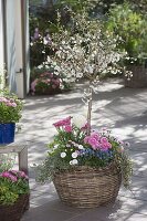 Ornamental cherry tree with spring flowers planted in basket 4/4