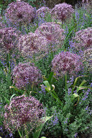 Allium christophii (Sternkugel-Lauch) mit Nepeta faassenii 'Kit Kat' (Katzenminze)