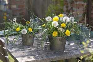 Bouquets of Taraxacum (dandelion), flowers and seed heads