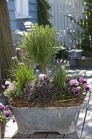 Tin tub with rosemary (Rosmarinus) stems, chives