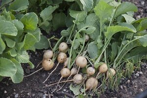 Mairübchen (Brassica rapa subsp. rapa var. majalis)