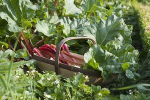 Rhubarb harvest in early summer