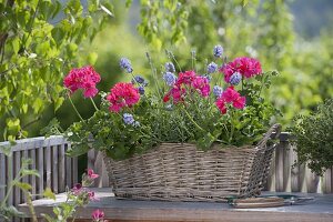 Pelargonium Interspecific 'Caliente Rose' (geranium), lavender