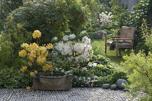 Fountain with stone trough, Rhododendron 'Golden Sunset' 'Daviesii' (garden azaleas)