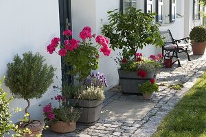 Entrance with Pelargonium Caliente 'Rose Deep Red' (geraniums), Citrus