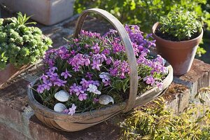 Rhodohypoxis baurii 'Stella' (Garden grass star) in a chip basket