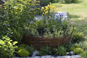 Mini pond with planted willow edging