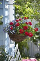 Planting hanging flower basket with geranium and bird-eye