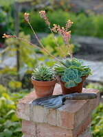 Echeveria (Echeverien) in Tontöpfen auf gemauerter Säule, Kleingeräte