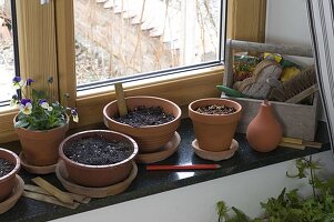 Growing summer flowers and vegetables indoors