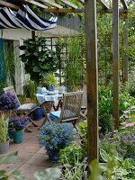 Terrasse mit Holz-Pergola, Sitzgruppe, Solanum rantonnetii