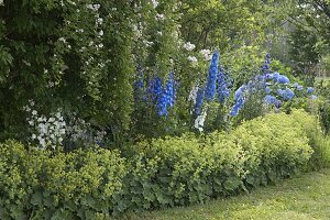 Blue and white perennial bed with Delphinium (delphinium), Campanula