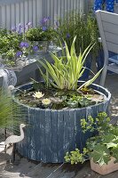 Planting water lily in mini pond on balcony