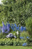 Delphinium (Rittersporn), Alchemilla (Frauenmantel), Campanula punctata