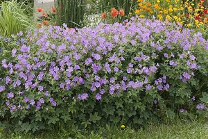 Geranium gracile 'Sirak' (Storchschnabel)