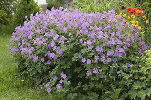 Geranium gracile 'Sirak' (Storchschnabel)