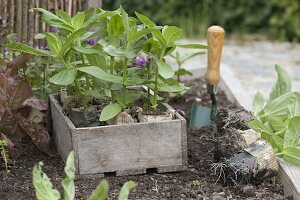 Planting trapeze beds with zinnias