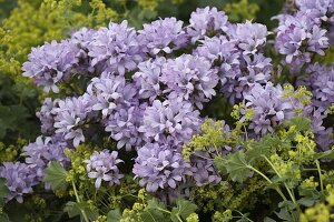 Campanula glomerata 'Caroline' (Tufted bellflower)