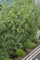 Vegetable patch with crimson pea and capuchin pea 'Blauschokkers'