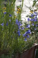 Campanula rotundifolia 'Olympica' (round-leaved bellflower)