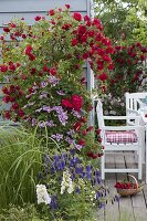 Rose 'Flame Dance', Clematis Hybrid 'Piilu'