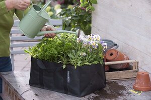 Planting herbs in a flower bag (3/4)