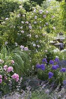 Rosa 'Kir Royal' (Kletterrose), 'Leonardo da Vinci' (Nostalgie - Rose)