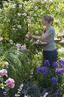 Woman cutting pink 'Kir Royal' (climbing rose) flowers