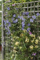 Clematis (clematis) and Lonicera caprifolium (honeysuckle)