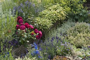 Herb bed with roses and willow border