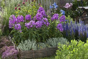 Phlox paniculata 'Purpurkuppel' (Flammenblumen), Veronica