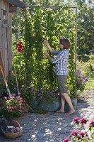 Hops as privacy screen in tin box with climbing aid on garden shed