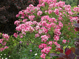 Rosa Moschata 'Mozart' (Modern shrub rose), repeat flowering