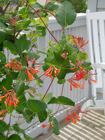 Lonicera 'Dropmore Scarlet' (Honeysuckle)