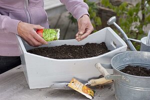 Sowing nasturtium and spinach in a box (1/3)