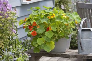 Sowing nasturtiums and spinach in a box (3/3)