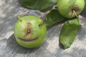 Grüner Apfel (Malus) mit Gesicht