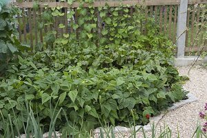 Bauerngarten mit Hanichel-Zaun