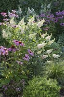 Bed with Buddleia Buzz 'Ivory', Echinacea purpurea 'Magnus'