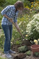 Frau pflanzt Lavendel ins Rosenbeet (4/5)