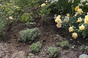 Frau pflanzt Lavendel ins Rosenbeet 5/5