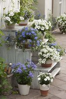 Holztreppe mit blauen und weißen Pflanzen: Convolvulus sabatius