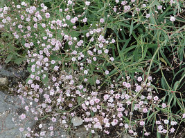 Gypsophila repens 'Rose veil' (baby's breath)