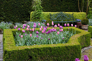 Mit Hecke aus Buxus (Buchs) eingefaßtes Beet, Tulipa 'Peer Gynt', 'Negrita', 'Recreado' (Tulpen), hinten Myosotis (Vergißmeinnicht), Gartenbank aus Gußeisen