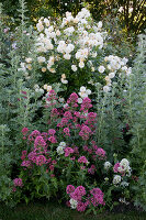 Artemisia absinthium 'Lambrook Silver' (rue), Centranthus ruber (spurge), Rosa 'Ghislaine de Feligonde' 'Alchemist' (climbing roses), repeat flowering, fragrant