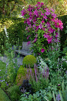 Clematis 'Sunset' (Waldrebe) an Metall-Laube, Salvia nemorosa (Ziersalbei), Buxus (Buchs), Delphinium (Rittersporn), Holzbank