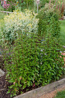 Peppermint (Mentha piperita) in a flowerbed