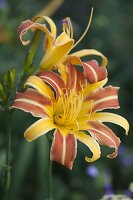 Hemerocallis 'Franz Hals' (Daylily)